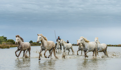 PROVENCE, FRANCE - 05 MAY, 2017: White Camargue Horses galloping. Riders on the White horses of...