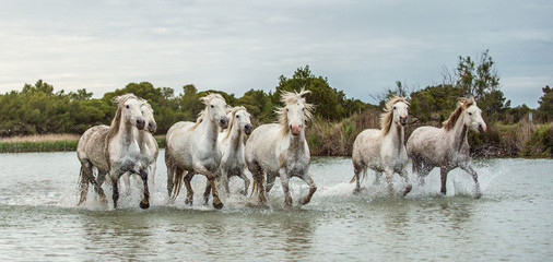 White Camargue Horses galloping through water. Parc Regional de Camargue - Provence, France