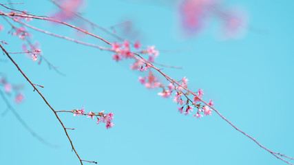 Spring nature,Bloom pink flowers and bright skies