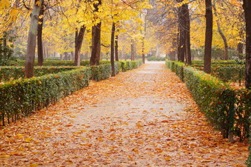 camino del parque en otoño lleno de hojas rojizas caidas, rojo, ocre, vintage, otoño, invierno,...