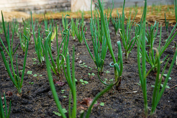 onions growing in the field
