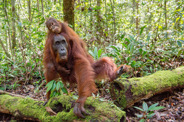 Baby orangutan and mother  in a natural habitat. Bornean orangutan (Pongo pygmaeus wurmbii) in the wild nature. Tropical Rainforest of Borneo Island. Indonesia © Uryadnikov Sergey