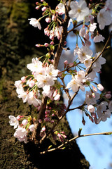 春の東京の石神井川沿いで咲く桜の花の風景