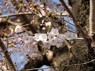 春の東京の石神井川沿いで咲く桜の花の風景
