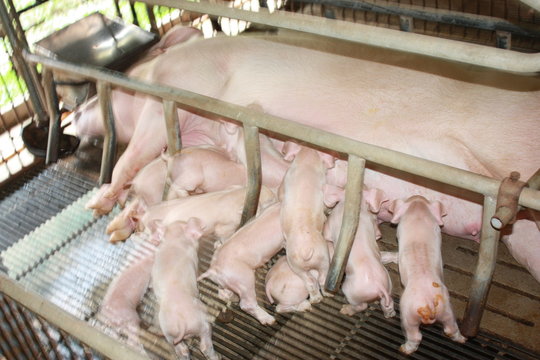 pigs on farm