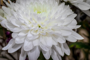 Obraz premium White flower with drops of water and rain on petals, isolated on a blurred background. Close up