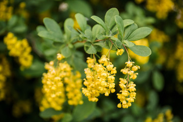 barberry bush blooms abundantly in the spring season with yellow flowers
