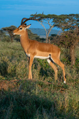 Impala on grasslands of Serengeti National Park, Tanzania