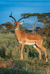 Impala on grasslands of Serengeti National Park, Tanzania