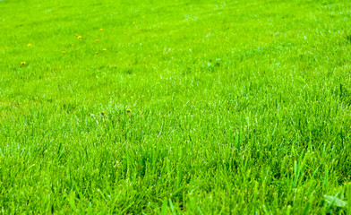 Obraz premium Spring or summer natural abstract background with grass in the garden