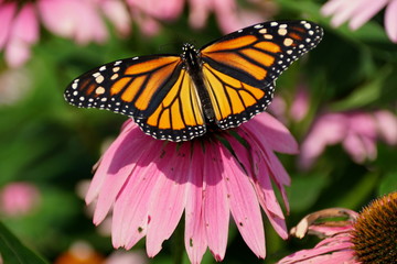Monarch butterfly pollinating a pink coneflower