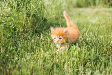 Fototapeta na wymiar Little ginger kitten with blue eyes walks in green grass