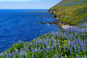 Spectacular view of the cliffs covered with purple lupine flowers in the summer near Olafsfjordur, Iceland