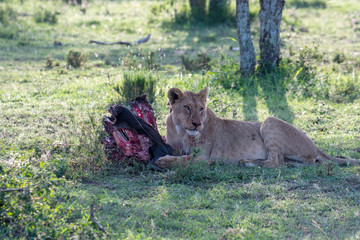Naklejka na ściany i meble Close up from a Lion in Serengeti National Park, Tanzania