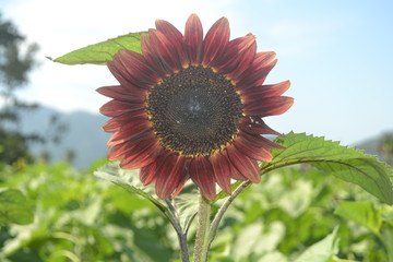 The image of a large red sunflower