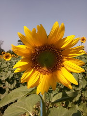 Large stall sunflower blooming