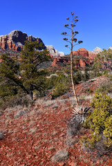 Red rock desert landscape of Sedona, Arizona a spiritual location for retreats and many spa