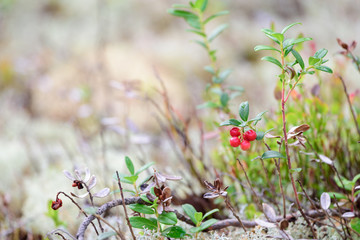 Ripe lingonberry growing on bush in taiga forest ready for harvest.