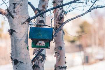 Wooden feeder for birds and squirrels hangs on tree in forest park in spring time.