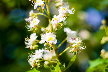 Flowering branches of chestnut Castanea sativa tree, and bright blue sky