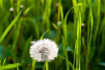 Fototapeta premium Dandelion seeds in sunlight on spring green background, macro, close-up