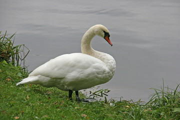 Swan in Druskininkai