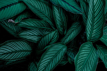 Naklejka na ściany i meble Calathaea picturata, bstract green leaf texture, nature background, tropical leaf