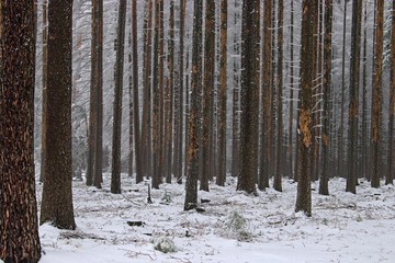 Beautiful forest in the snow, winter around, winter fairy tale.