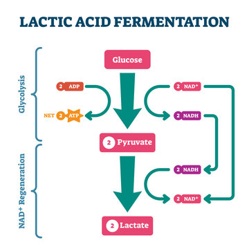 Lactic acid fermentation process scheme, labeled vector illustration diagram
