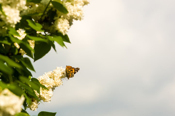 Butterflies flies to a blossoms lilac flowers, bright beautiful abstract spring background.