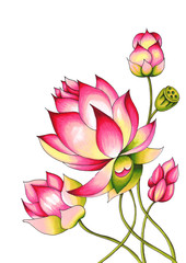 Fototapeta na wymiar Blooming Lotus. Hand drawn decorative design element. Alcohol markers illustration isolated on a white background.