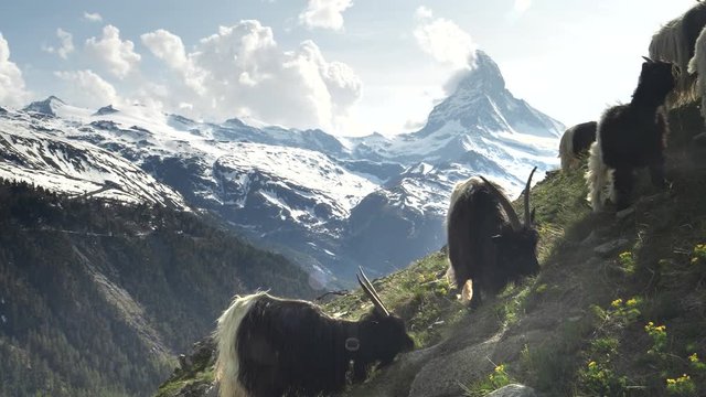 flock of valais blackneck goats with the matterhorn mountain in the distance- filmed near zermatt, switzerland