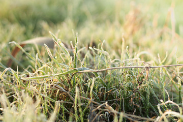 grass covered with hoarfrost crystals on a sunny winter morning Illustration for posts, banners about the weather, nature or the environment& Selective focus