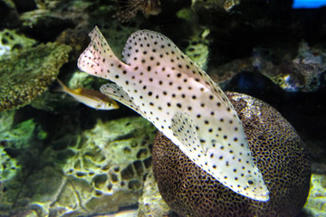 水玉模様がとても可愛いサラサハタ