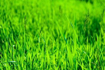 Fototapeta na wymiar Spring or summer natural abstract background with grass in the garden