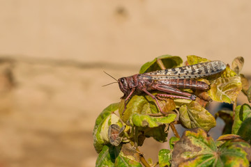  a desert locust in pink color sitting on a branch