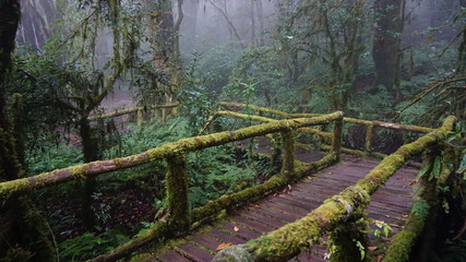 wooden bridge in the forest