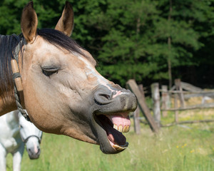 Pferde Z&auml;hne Goldi