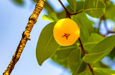 Cagaita - Fruto do Cerrado