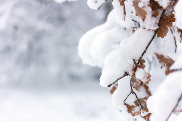 oak branch under the snow. Winter background. Space for text. Horizontal photo