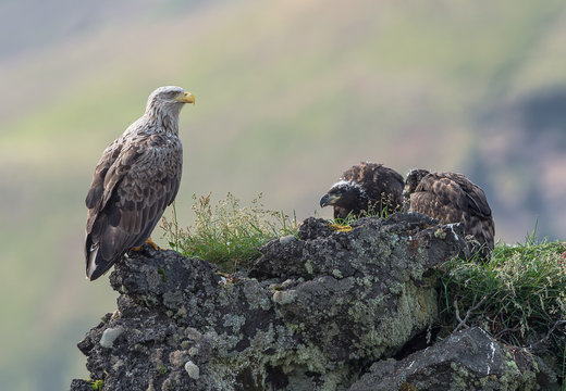 White-tailed Eagle (Haliaeetus albicilla)
