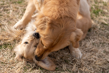 世界の名犬牧場_ゴールデンレトニエル