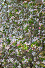 Blossoming apple tree strewn with flowers against sky. Lush spring blooming of fruit trees in garden. Beautiful natural background. Springtime, gardening concept. Selective focus