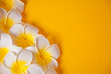 Frangipani plumeria flowers on the yellow background. Copy space. Top view. Tropical composition.