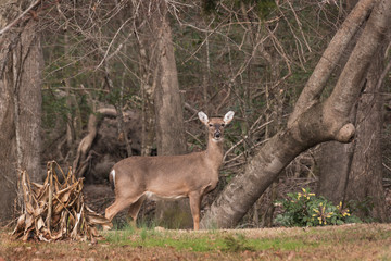 Doe at Alert in a Residential Neighborhood in Eastern North Carolina