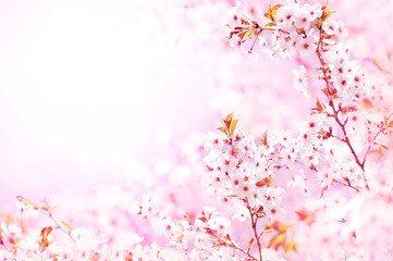 Obraz na płótnie Canvas Spring blossom/springtime cherry bloom, bokeh flower background, pastel and soft floral card, selective focus, shallow DOF, toned