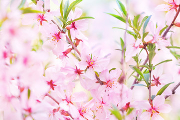 Fototapeta premium Spring blossom/springtime cherry bloom, bokeh flower background, pastel and soft floral card, selective focus, shallow DOF, toned