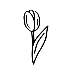 Tulip flower vector doodle line art illustration, sticker, icon. Isolated on white background. Easy to change color. Design element. Gardening, eco food, vegetarian, vegan. Small home garden.