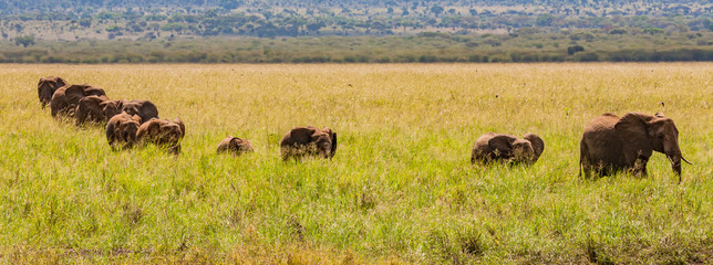 Fototapeta na wymiar herd of elephants in field