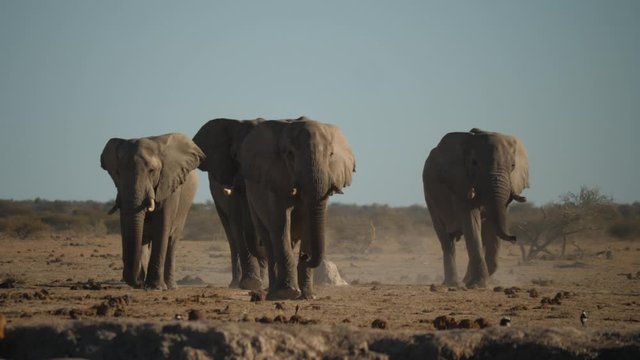 Four large elephants cross dusty desert landscape with endurance. Legs of another bull wipe across the foreground, blocking the herd from view - Nxai Pan National Park, Botswana